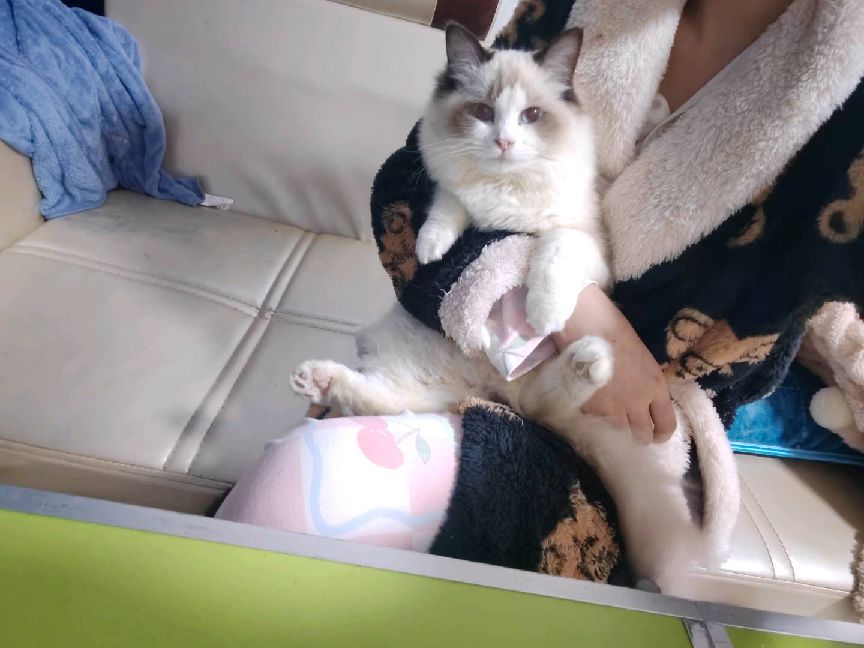 猫图片|宠物猫|猫咪|