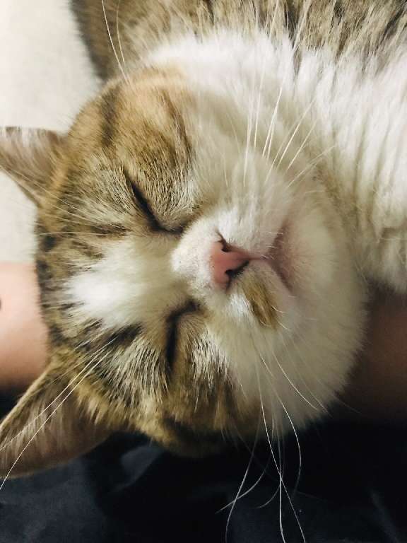 猫图片|宠物猫|猫咪|