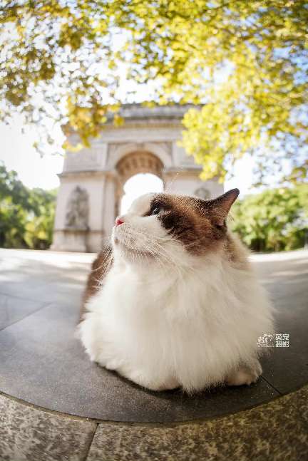 猫图片|宠物猫|猫咪|