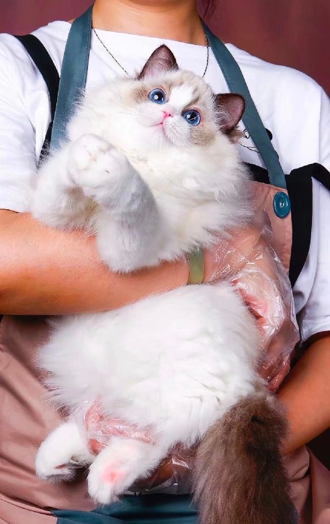 猫图片|宠物猫|猫咪|