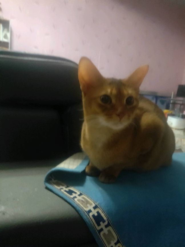 猫图片|宠物猫|猫咪|