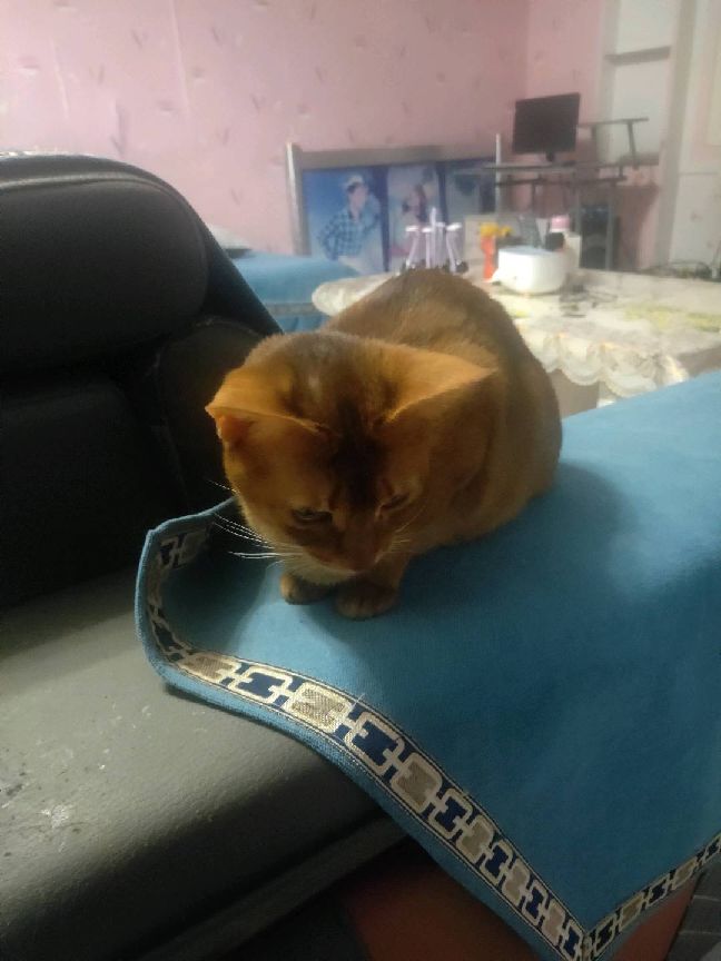 猫图片|宠物猫|猫咪|