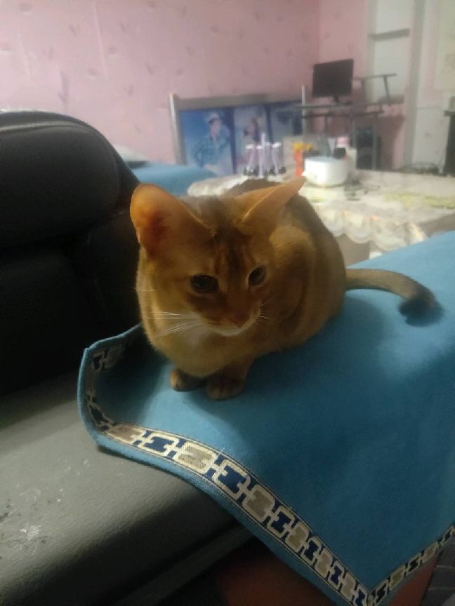 猫图片|宠物猫|猫咪|