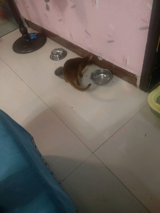 猫图片|宠物猫|猫咪|