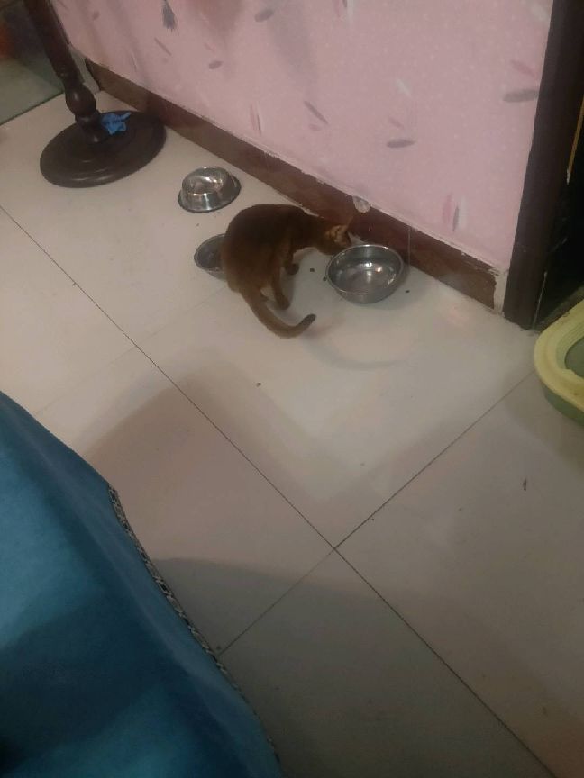 猫图片|宠物猫|猫咪|