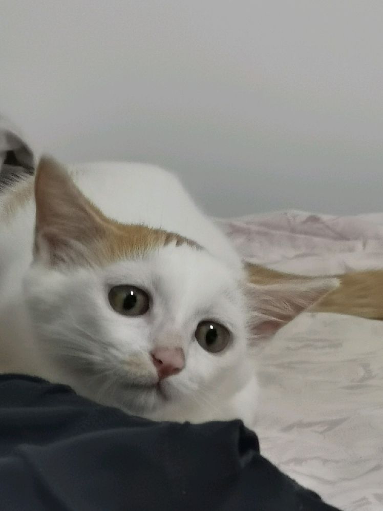 猫图片|宠物猫|猫咪|