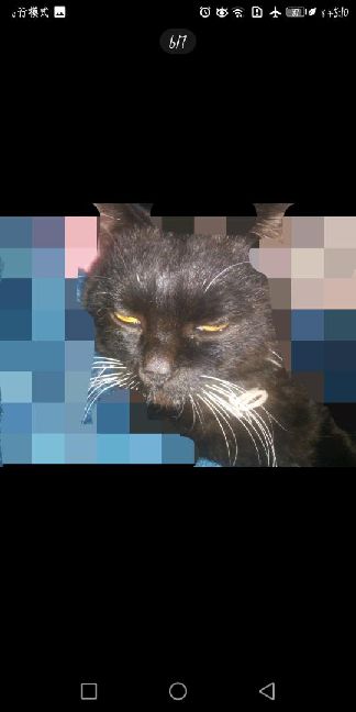 猫图片|宠物猫|猫咪|