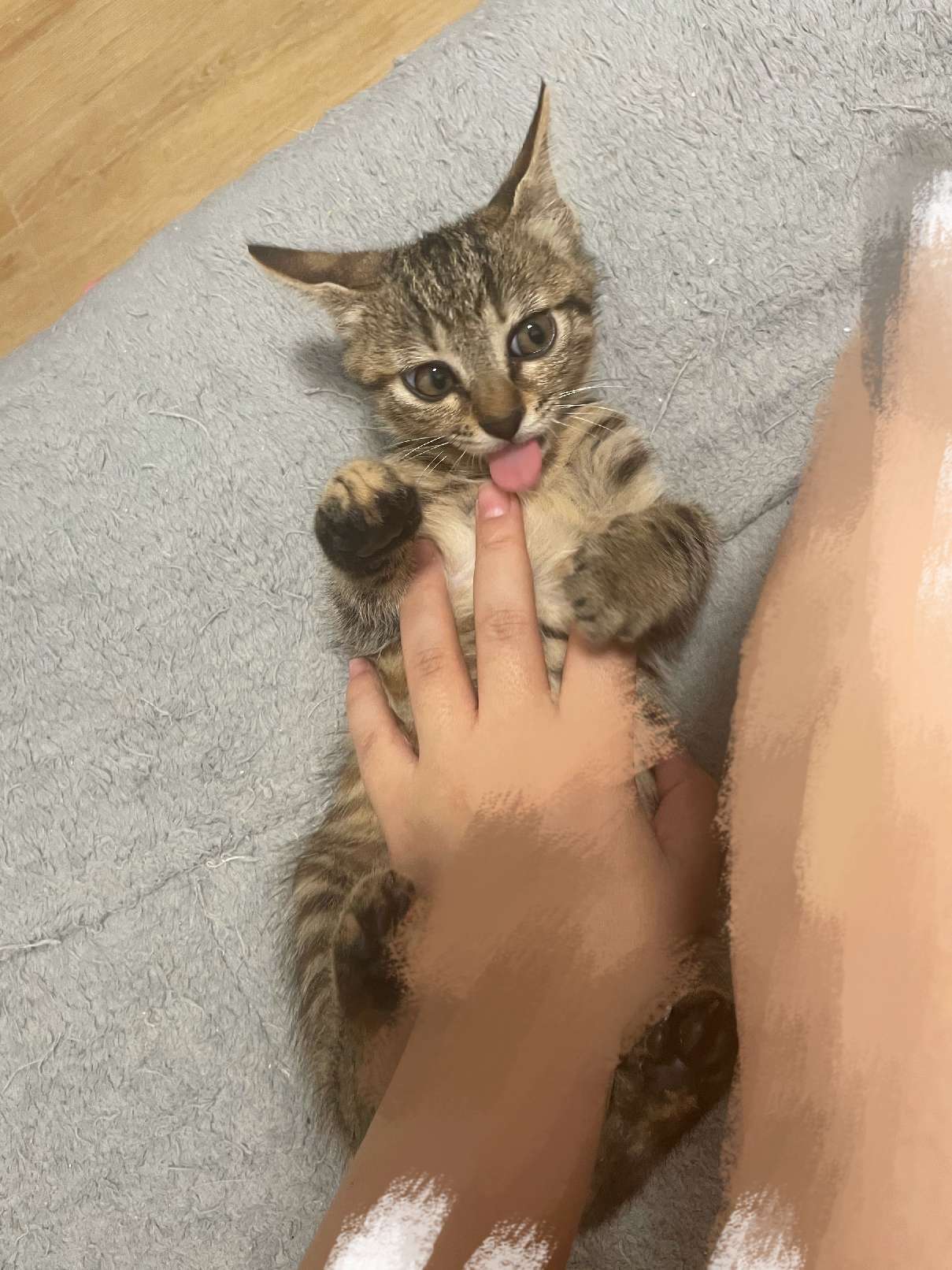 猫图片|宠物猫|猫咪|