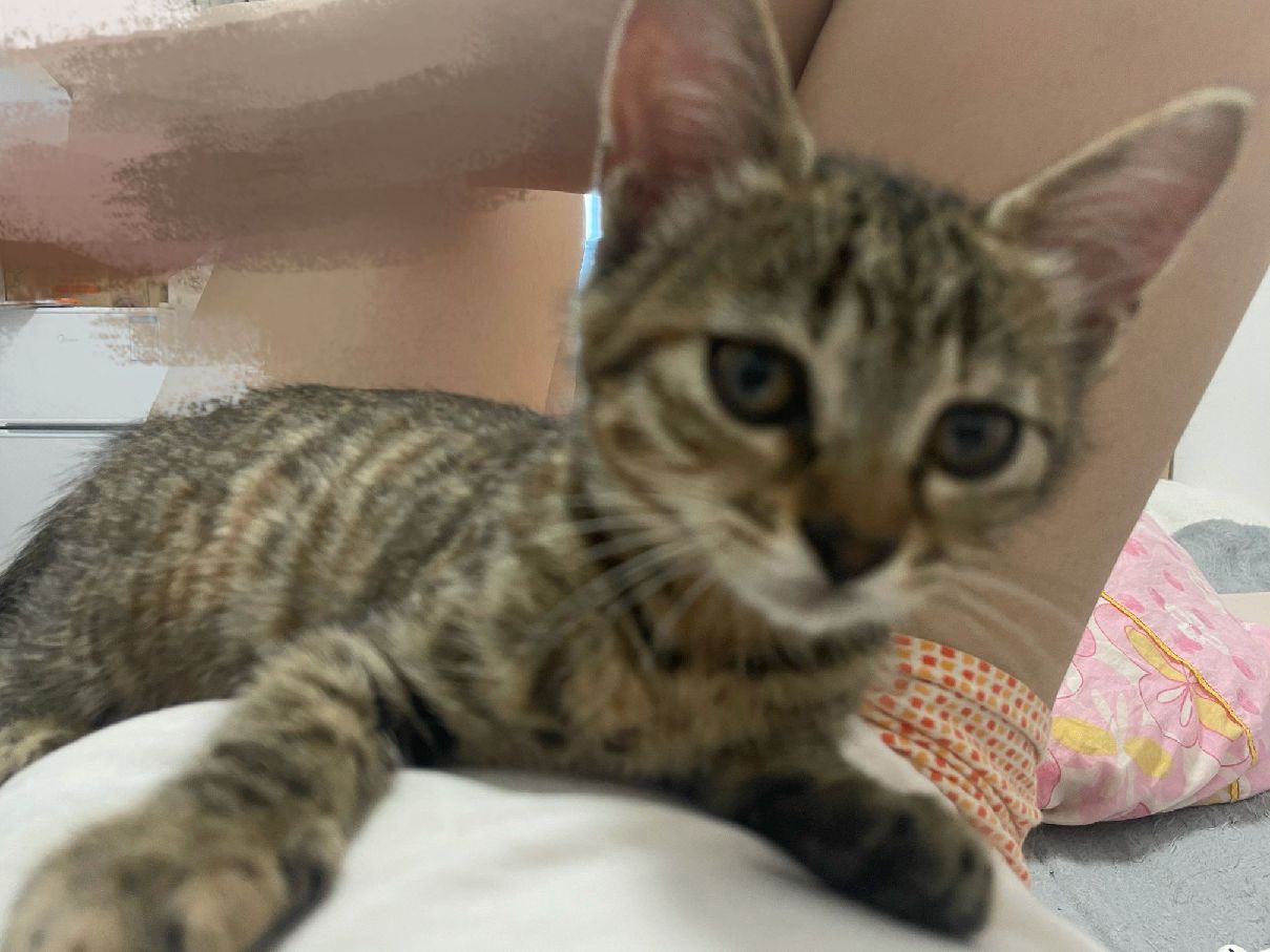 猫图片|宠物猫|猫咪|