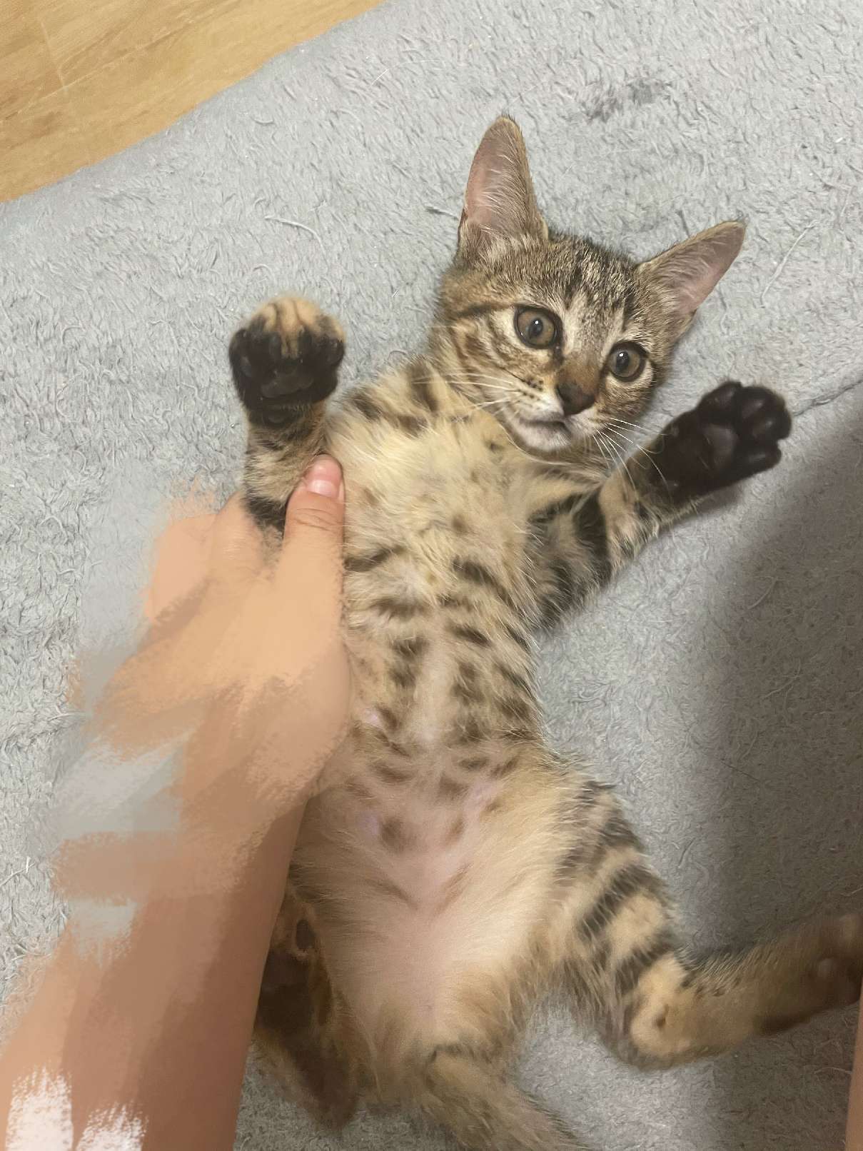 猫图片|宠物猫|猫咪|