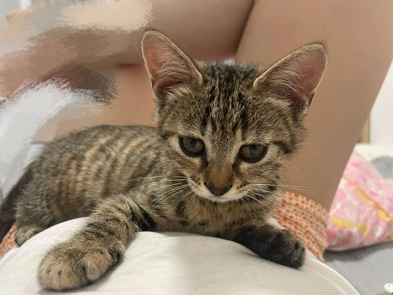 猫图片|宠物猫|猫咪|