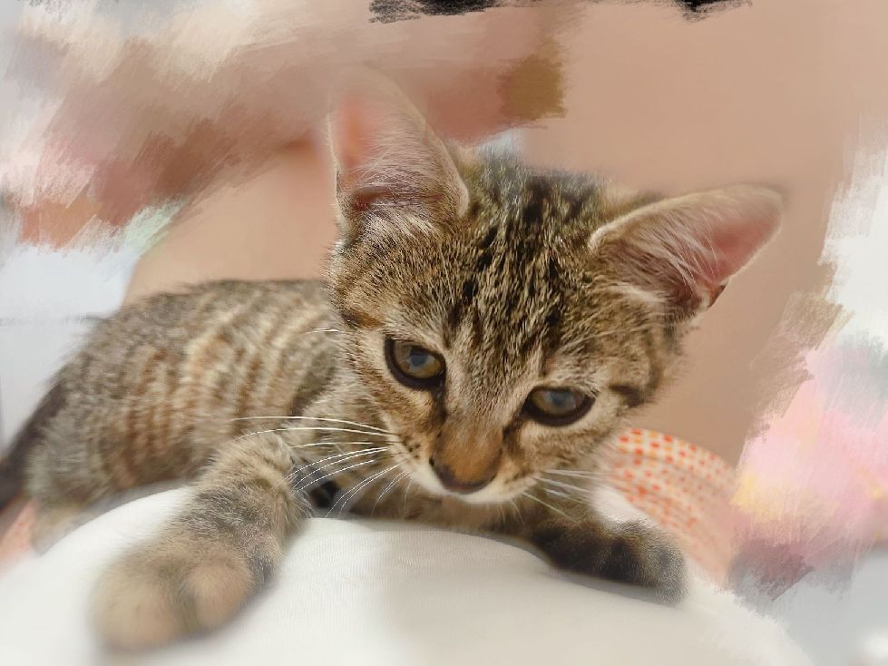 猫图片|宠物猫|猫咪|