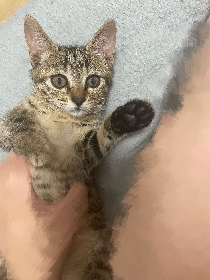 猫图片|宠物猫|猫咪|