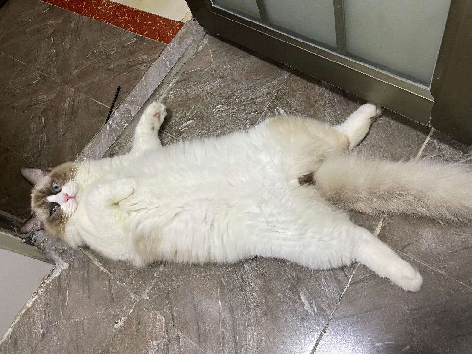 猫图片|宠物猫|猫咪|