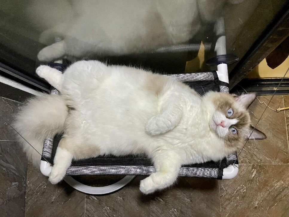 猫图片|宠物猫|猫咪|