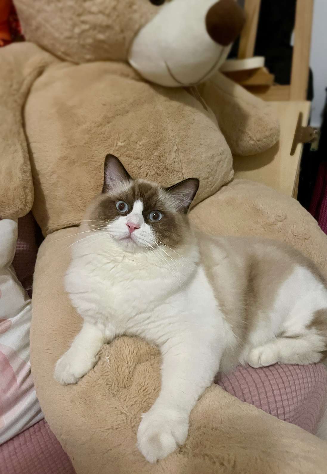 猫图片|宠物猫|猫咪|