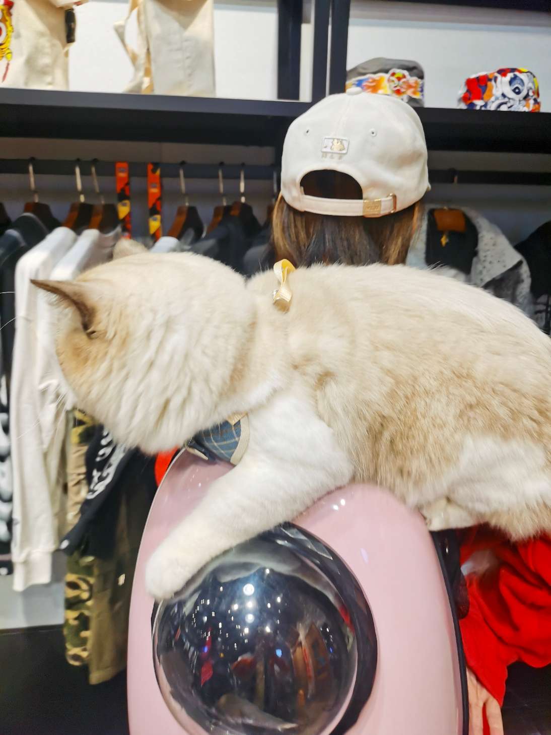 猫图片|宠物猫|猫咪|