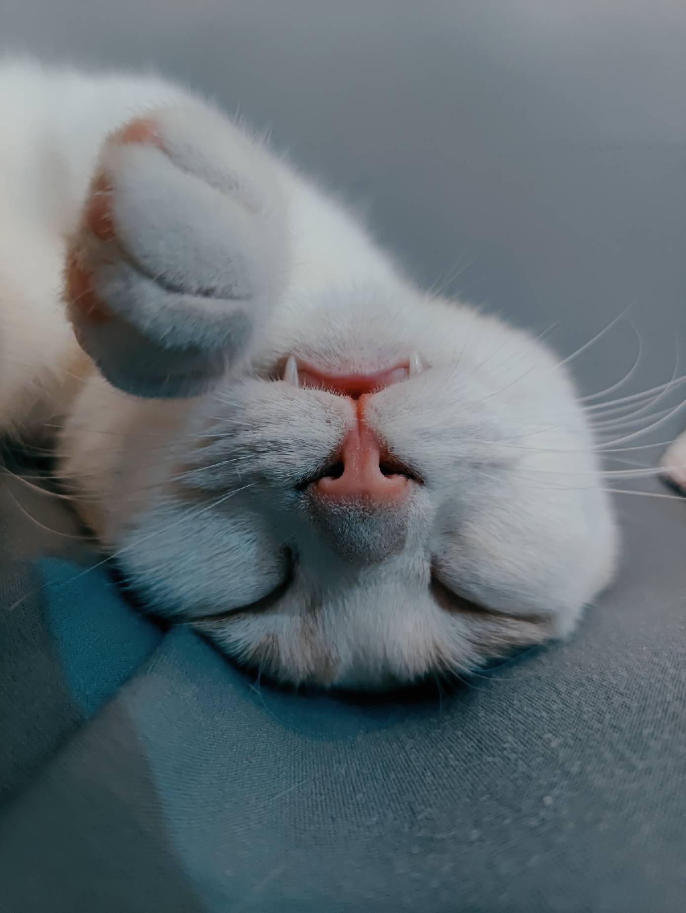 猫图片|宠物猫|猫咪|