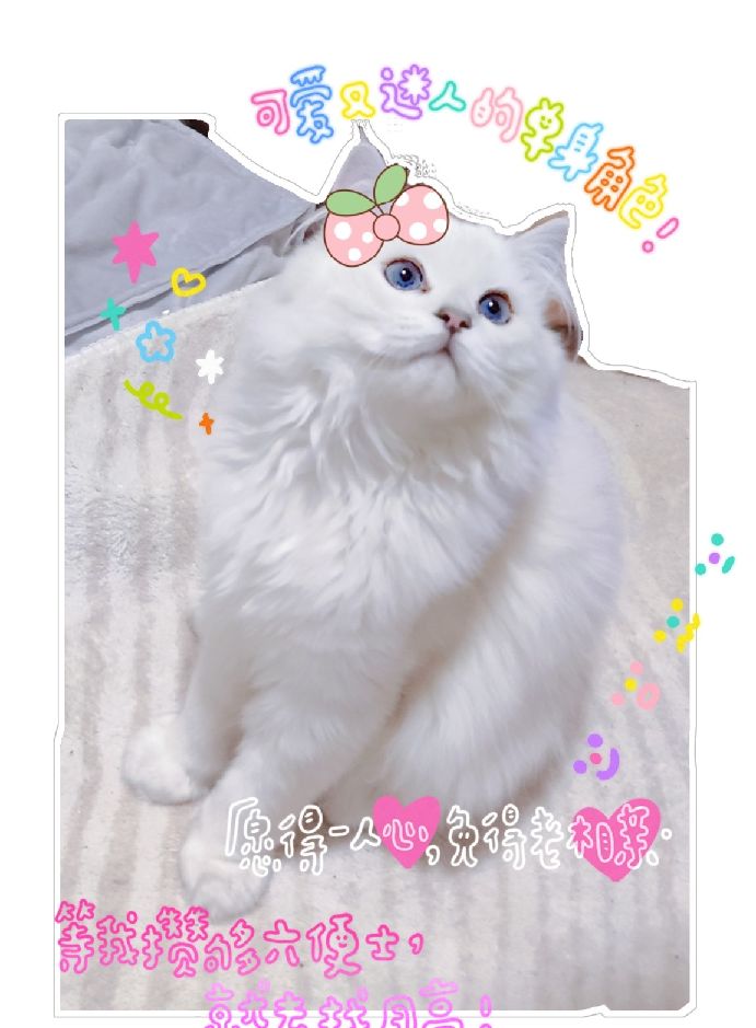 猫图片|宠物猫|猫咪|