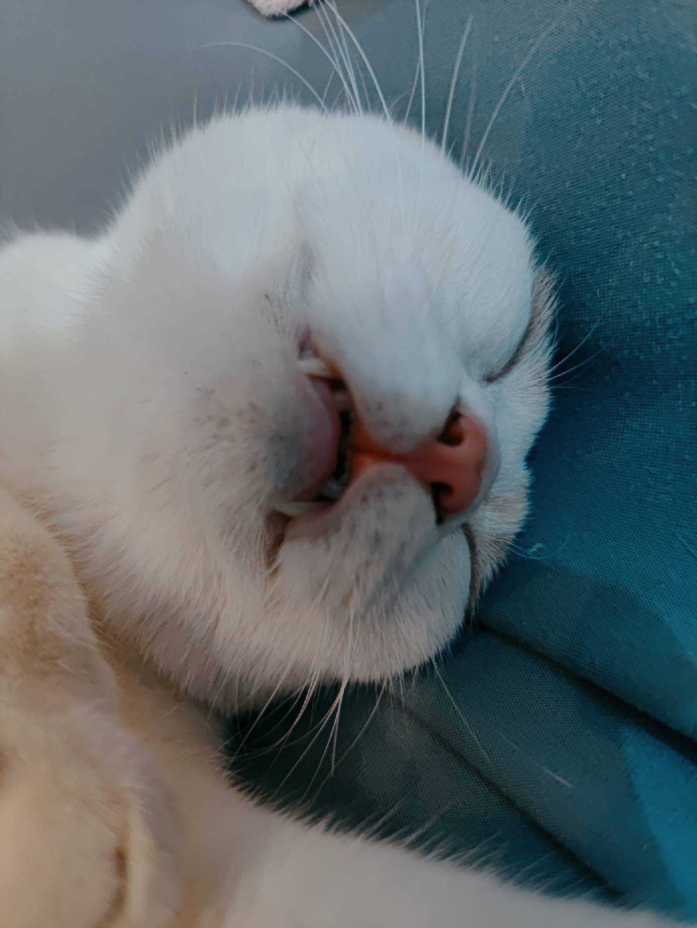 猫图片|宠物猫|猫咪|