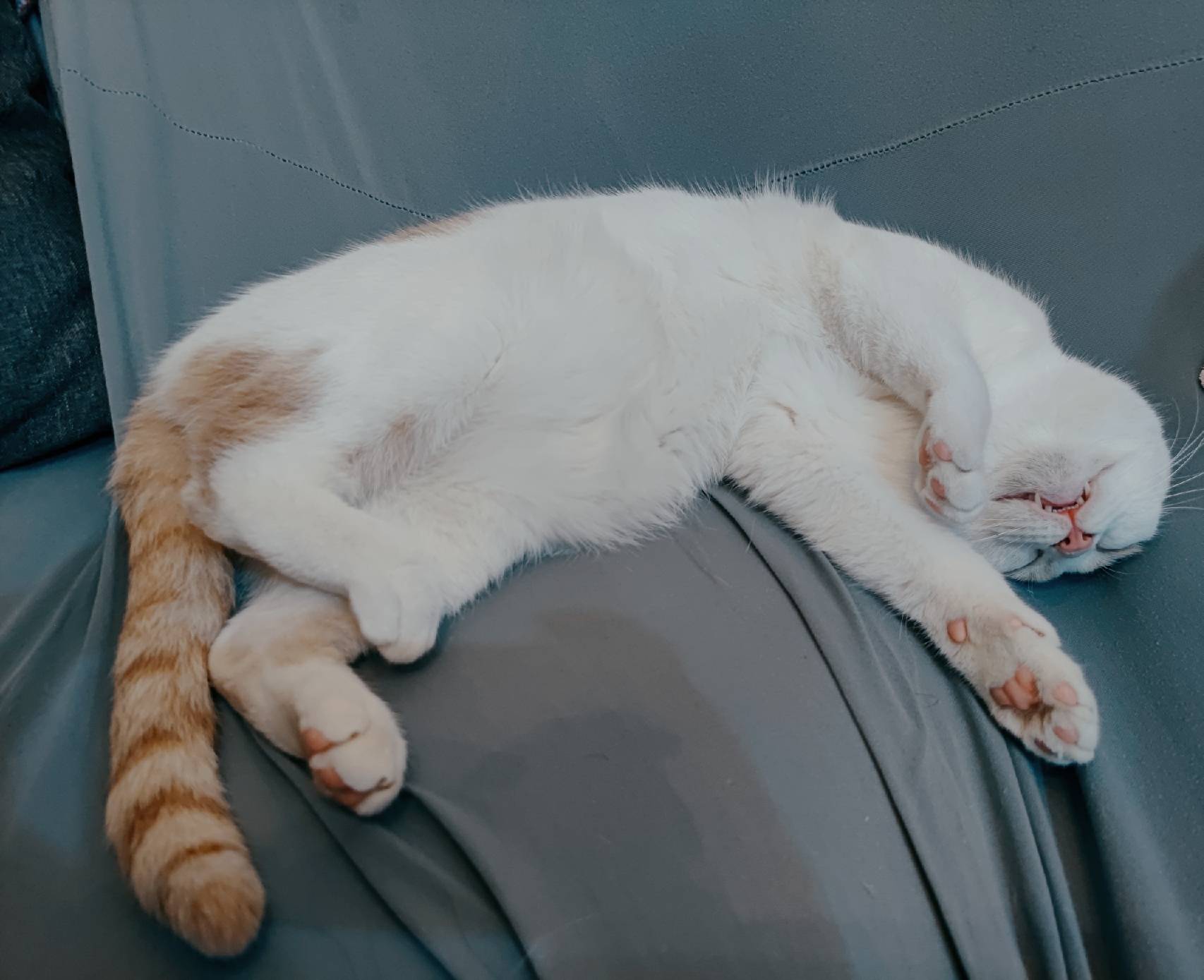 猫图片|宠物猫|猫咪|