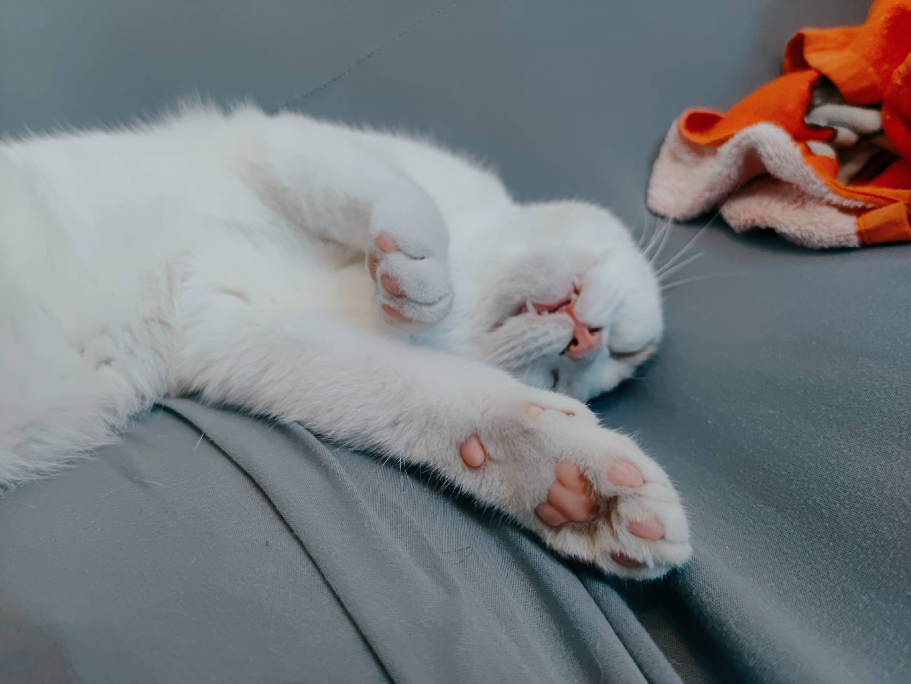 猫图片|宠物猫|猫咪|