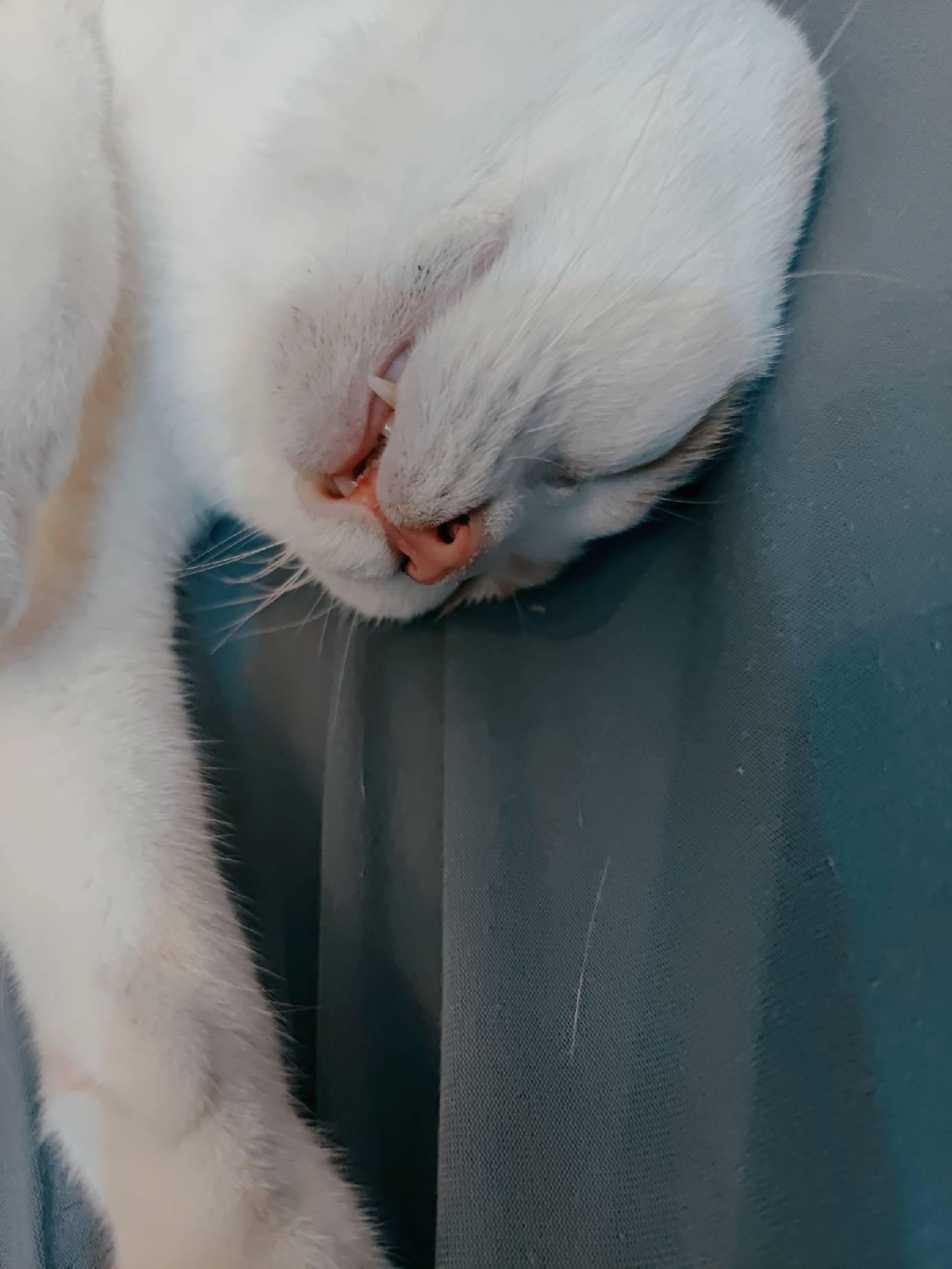 猫图片|宠物猫|猫咪|