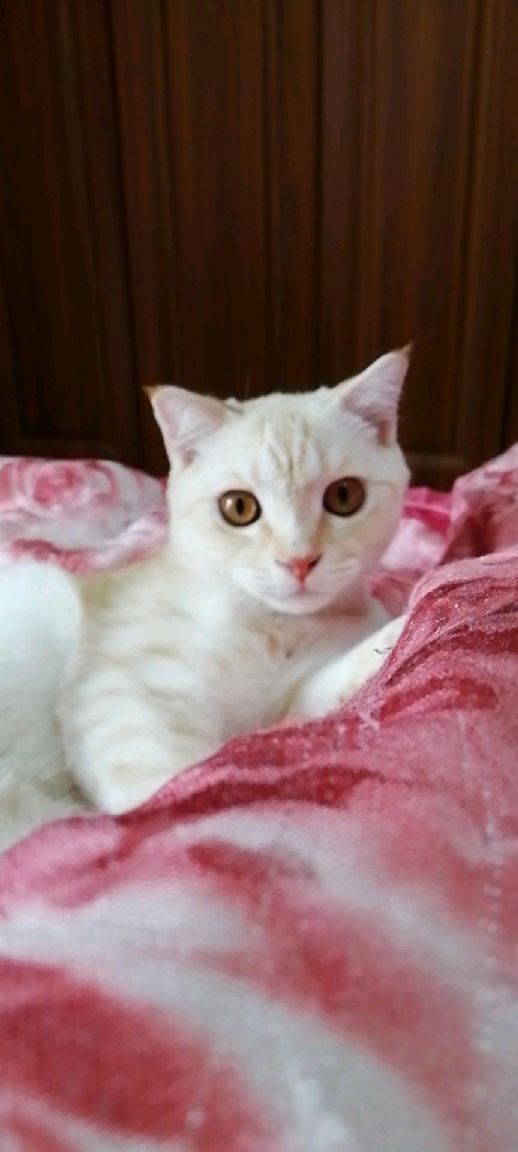 猫图片|宠物猫|猫咪|