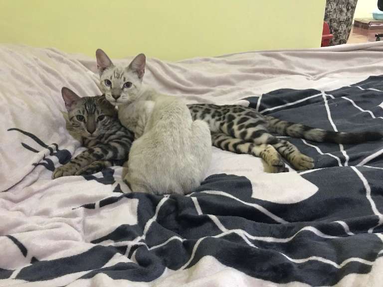 猫图片|宠物猫|猫咪|