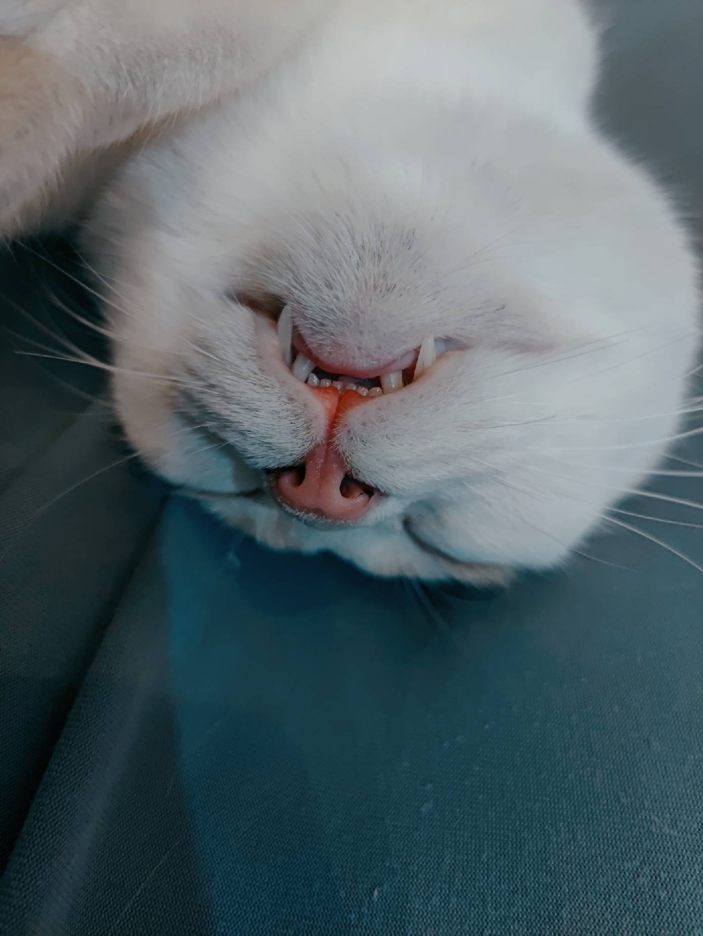 猫图片|宠物猫|猫咪|