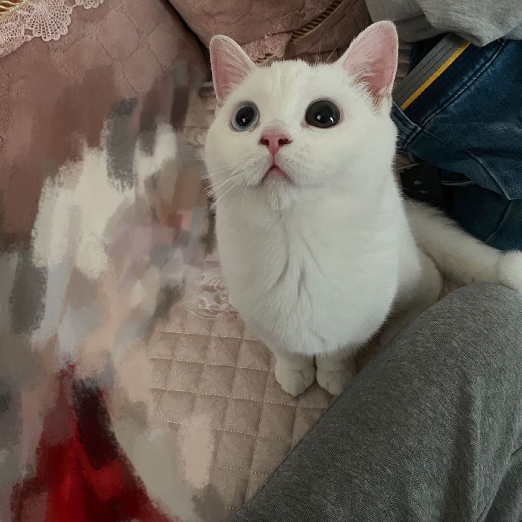 猫图片|宠物猫|猫咪|
