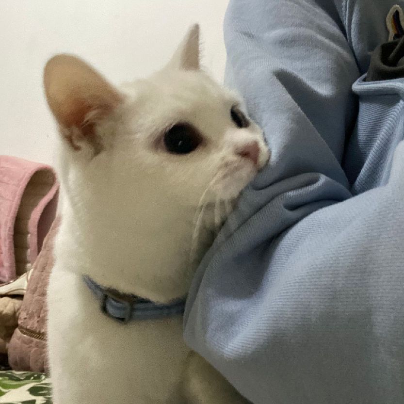 猫图片|宠物猫|猫咪|