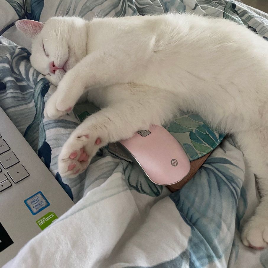 猫图片|宠物猫|猫咪|