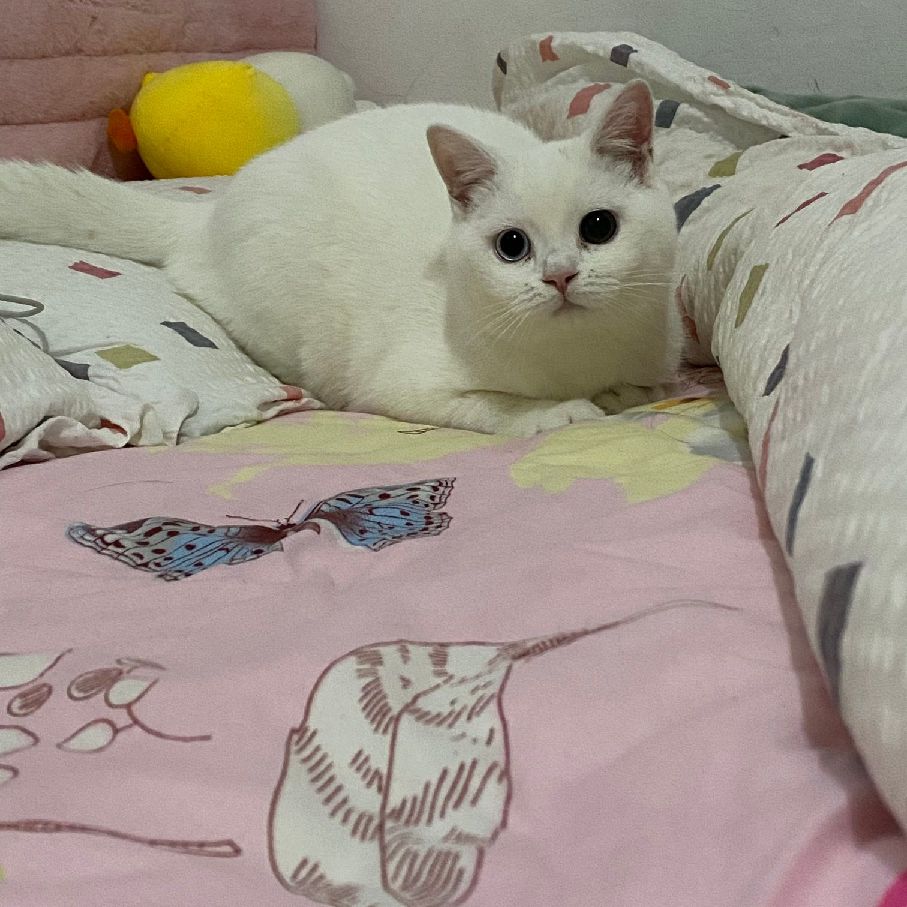 猫图片|宠物猫|猫咪|