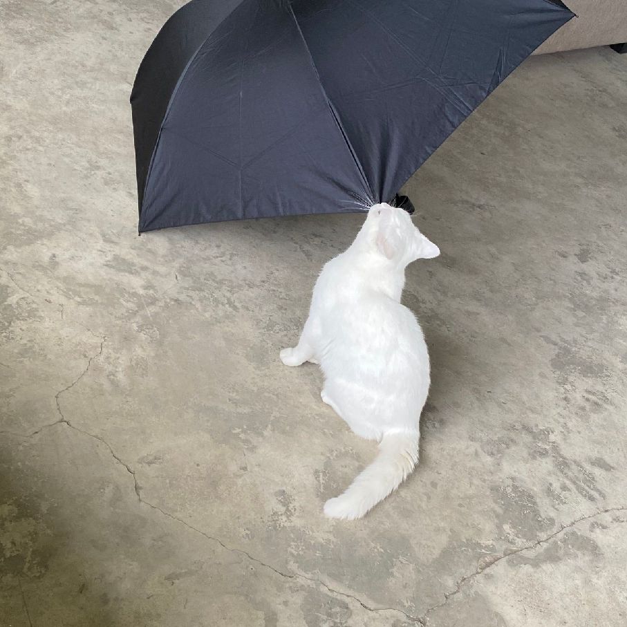 猫图片|宠物猫|猫咪|