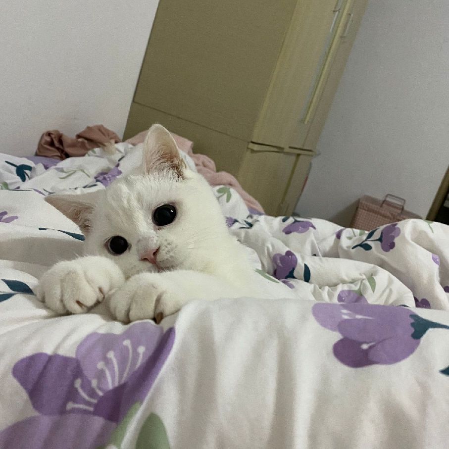 猫图片|宠物猫|猫咪|