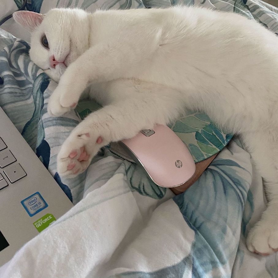 猫图片|宠物猫|猫咪|