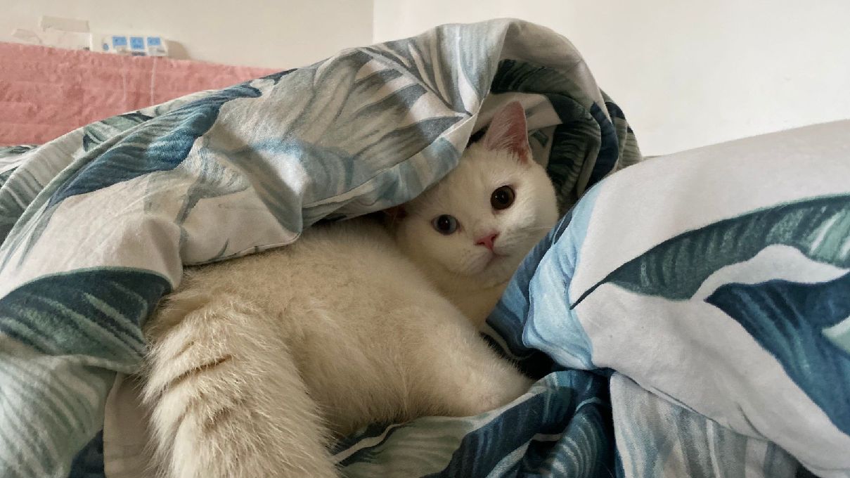 猫图片|宠物猫|猫咪|