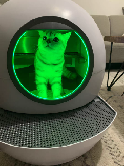 猫图片|宠物猫|猫咪|