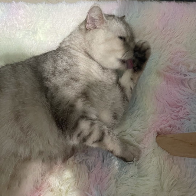 猫图片|宠物猫|猫咪|