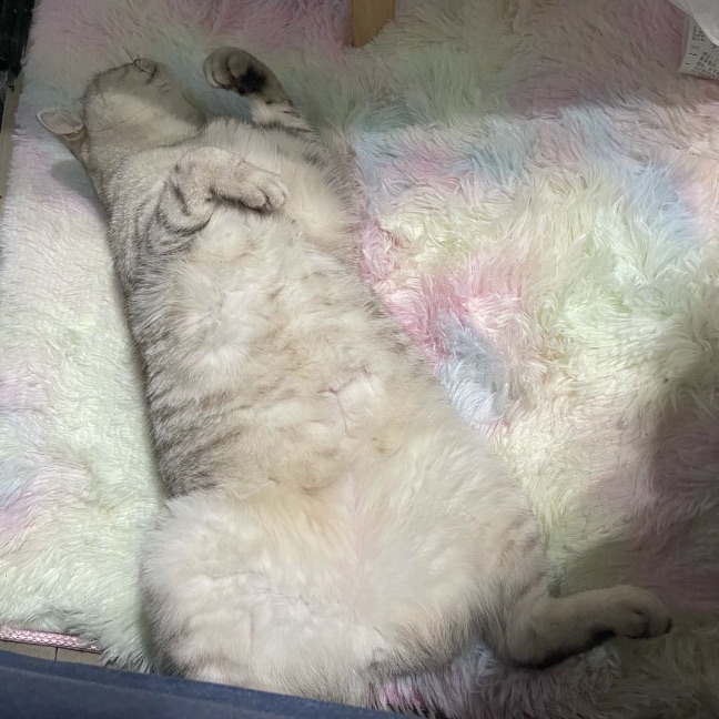 猫图片|宠物猫|猫咪|