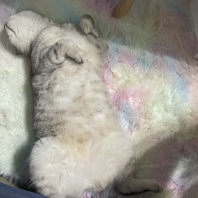 猫图片|宠物猫|猫咪|