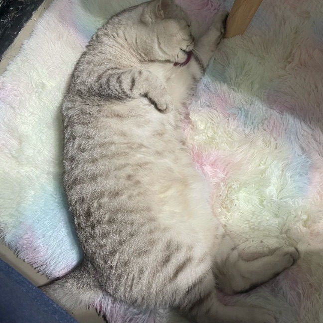 猫图片|宠物猫|猫咪|