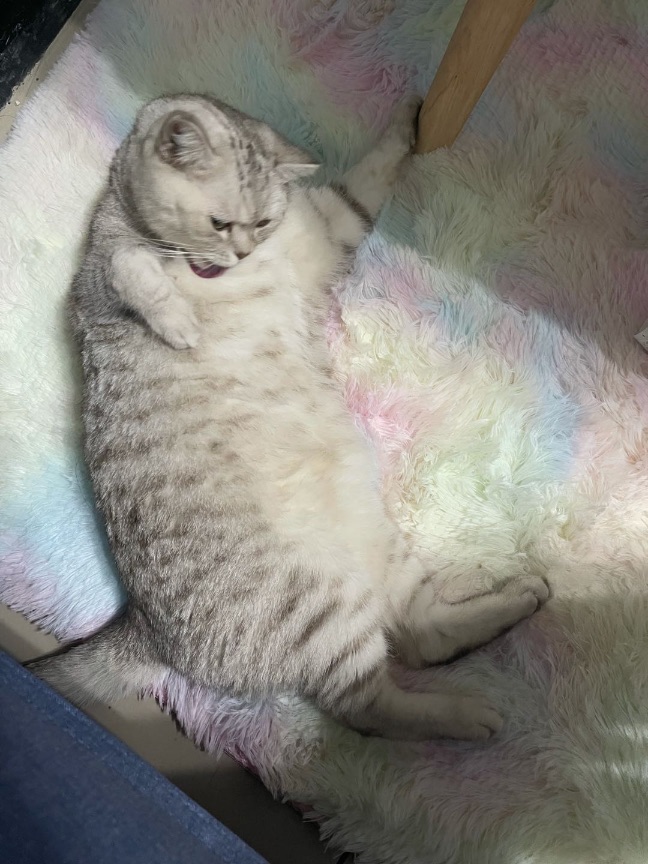 猫图片|宠物猫|猫咪|