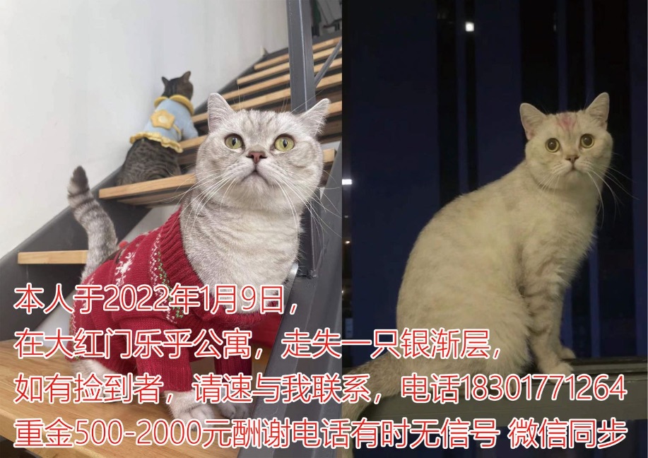 猫图片|宠物猫|猫咪|