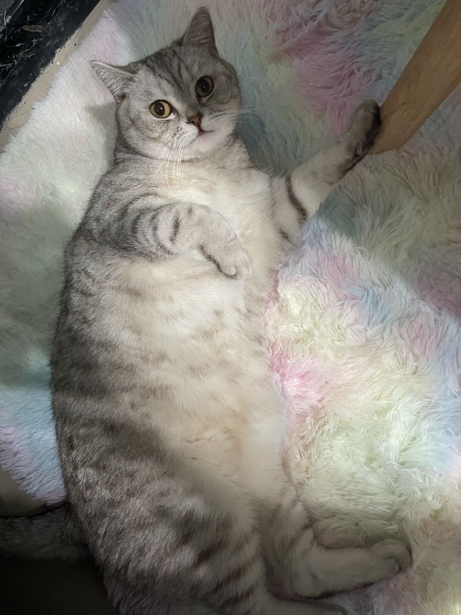 猫图片|宠物猫|猫咪|