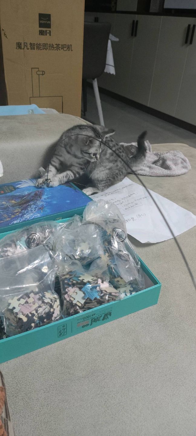 猫图片|宠物猫|猫咪|