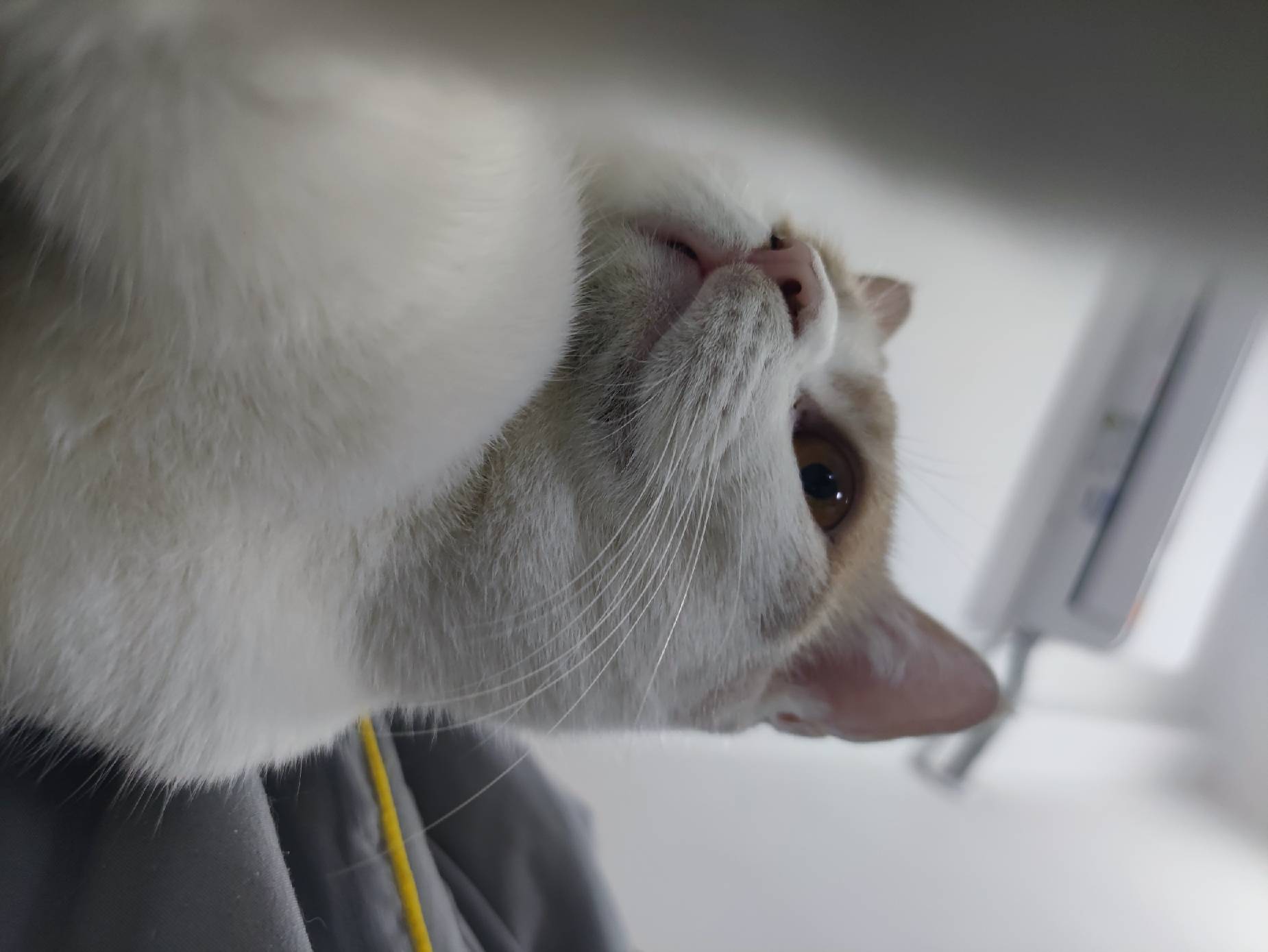 猫图片|宠物猫|猫咪|