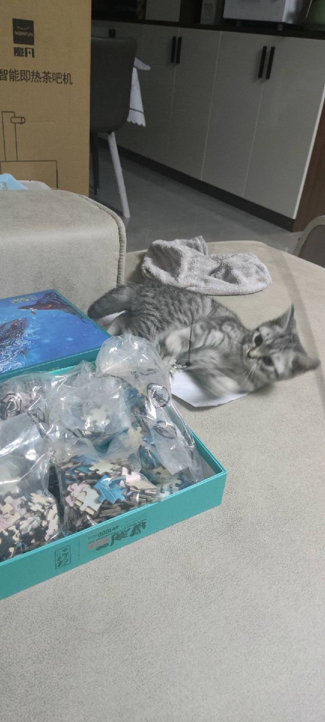 猫图片|宠物猫|猫咪|