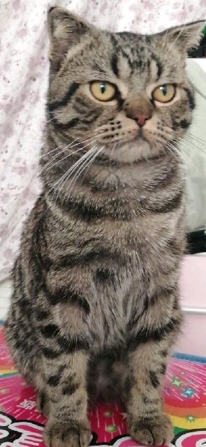 猫图片|宠物猫|猫咪|